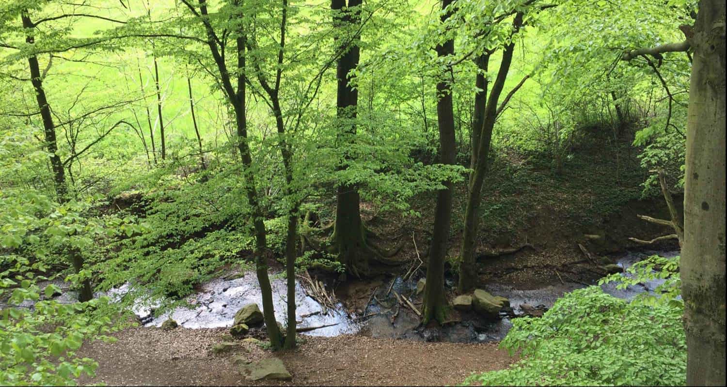 Vom „Röhrenden Hirsch“ zum „Urban Gardening“: Natur als Top-5-Wert der Deutschen