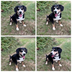 4 Sichten auf einen Hund