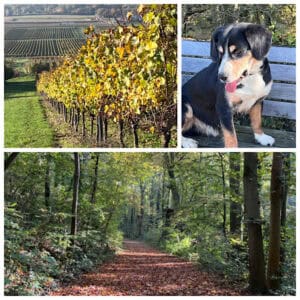 Weinberge, Hund, Wald