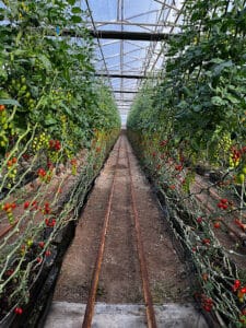 Tomaten in einem Gewächshaus