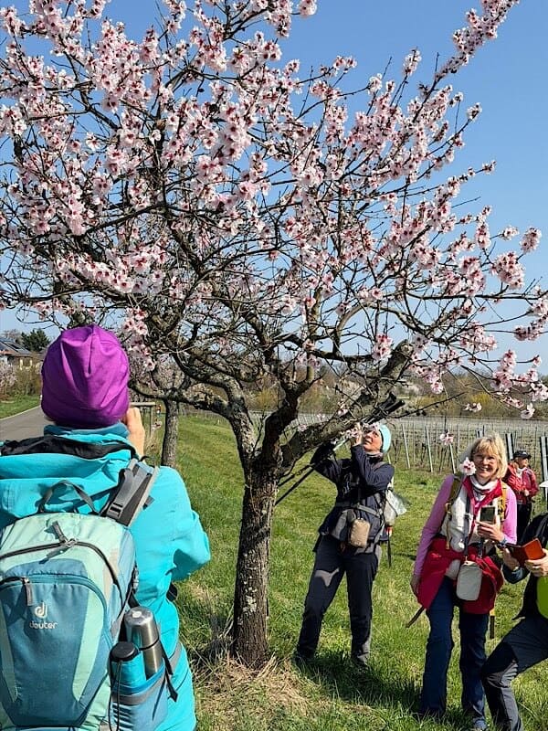 Mandelblühte und Menschen